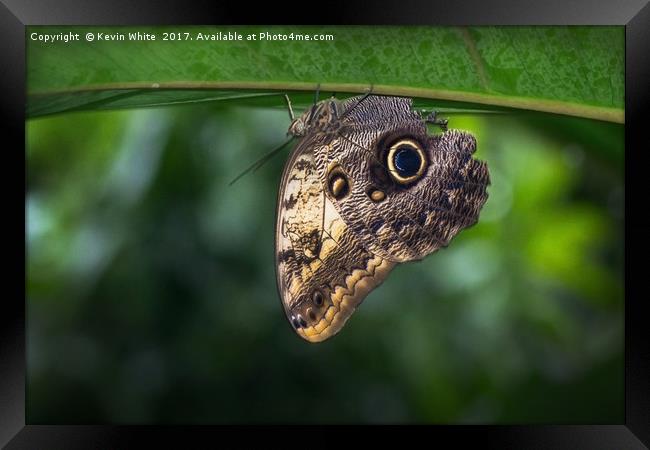Owl Butterfly  Framed Print by Kevin White