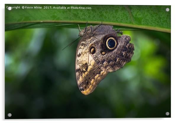 Owl Butterfly  Acrylic by Kevin White