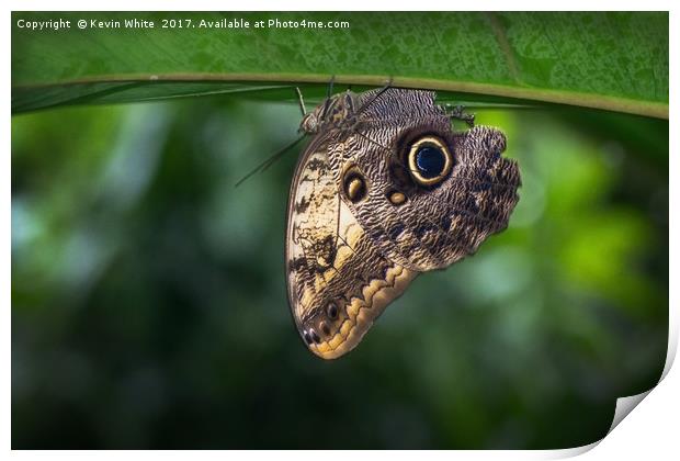 Owl Butterfly  Print by Kevin White