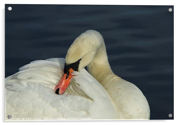 Swan Contemplation Acrylic by Sally Lloyd