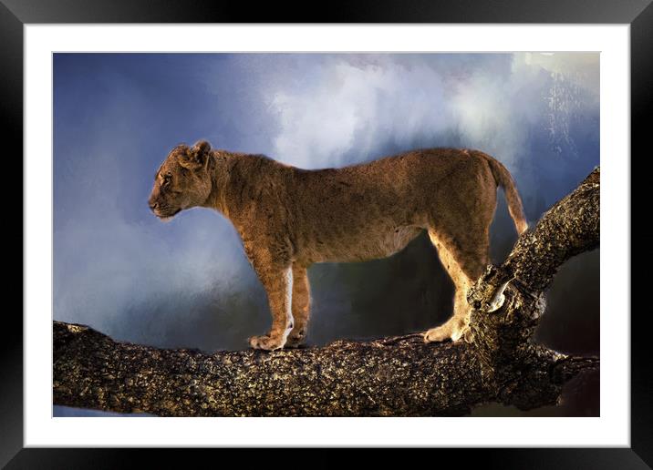 Lioness in tree Framed Mounted Print by David Owen