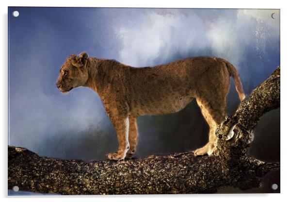 Lioness in tree Acrylic by David Owen