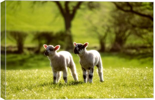 Two lambs Canvas Print by Linda Cooke