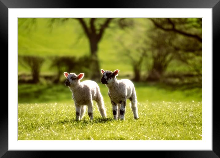 Two lambs Framed Mounted Print by Linda Cooke