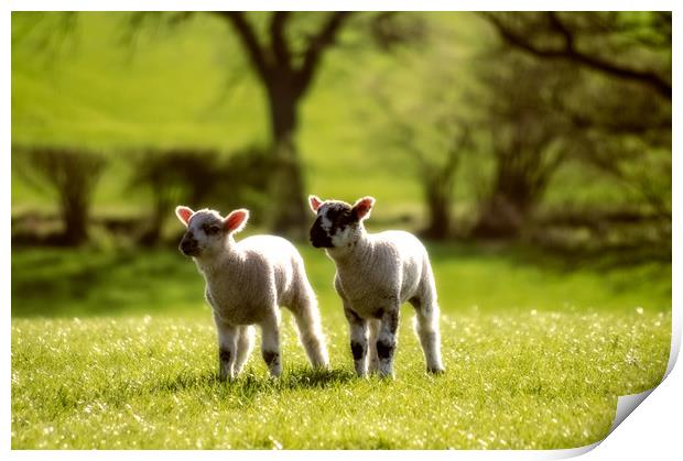 Two lambs Print by Linda Cooke