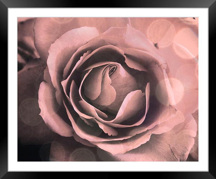 Pink Rose Abstract Framed Mounted Print by K. Appleseed.