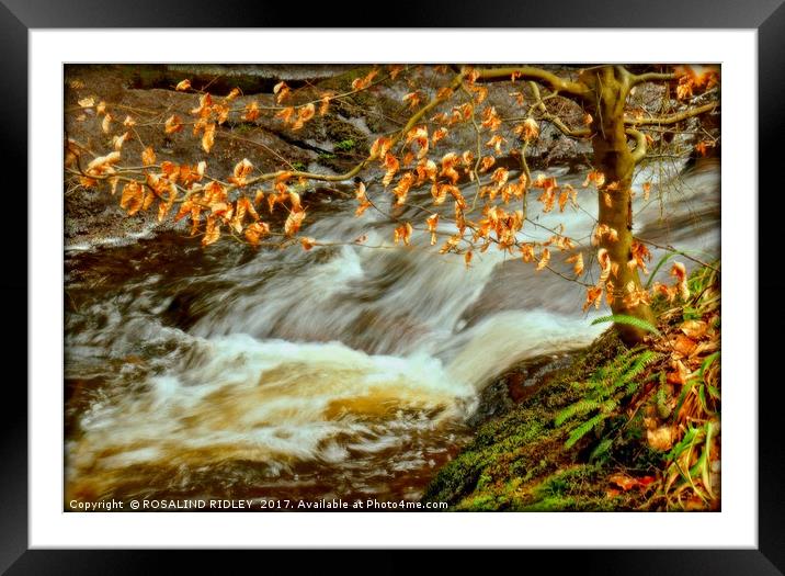 "BEECH TREE AT BEDBURN BECK" Framed Mounted Print by ROS RIDLEY