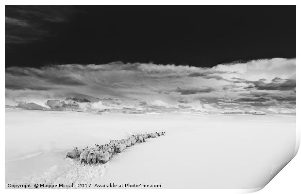 Sheep in snow Northumberland Print by Maggie McCall