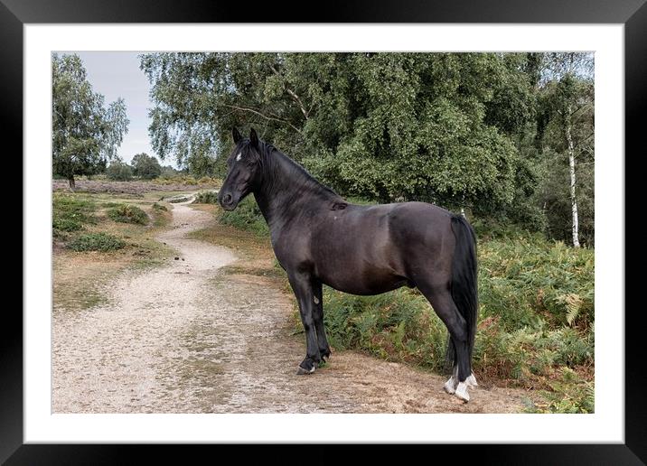 New Forest Pony Framed Mounted Print by Wendy Williams CPAGB
