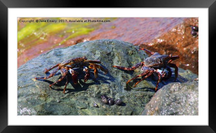 CRABS IN BARBADOS Framed Mounted Print by Jane Emery