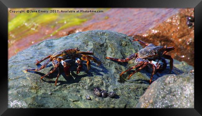 CRABS IN BARBADOS Framed Print by Jane Emery