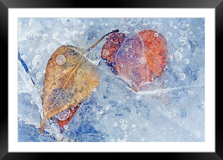 Fractured Seasons Framed Mounted Print by Mike Dawson