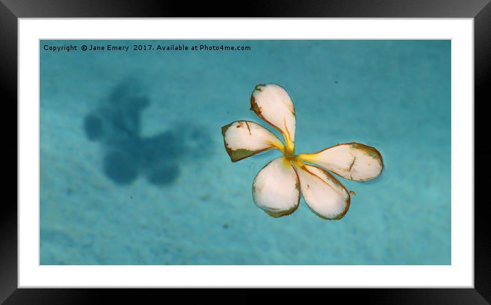 Floating Petals Framed Mounted Print by Jane Emery