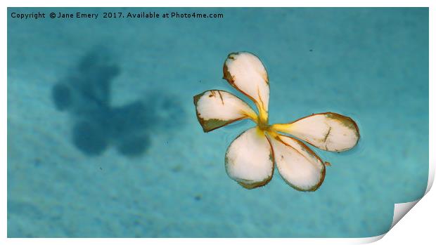 Floating Petals Print by Jane Emery