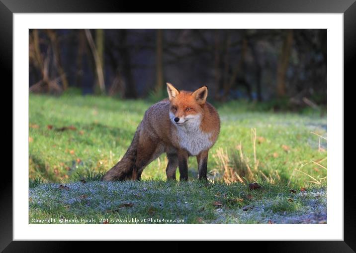 Frosty Fox Framed Mounted Print by Dave Burden