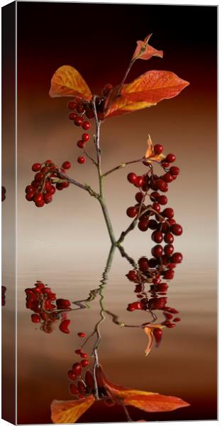 Autumn leafs and red berries Canvas Print by David French