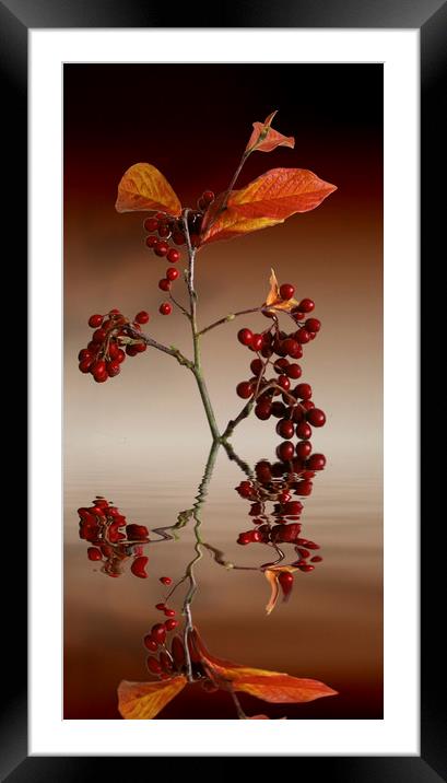 Autumn leafs and red berries Framed Mounted Print by David French