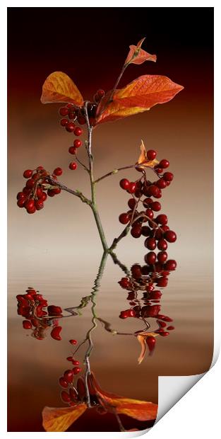 Autumn leafs and red berries Print by David French
