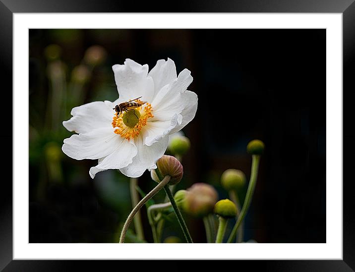 Japanese Anemone with Hoverfly Framed Mounted Print by Jacqi Elmslie
