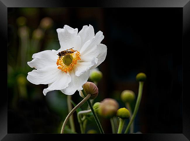 Japanese Anemone with Hoverfly Framed Print by Jacqi Elmslie