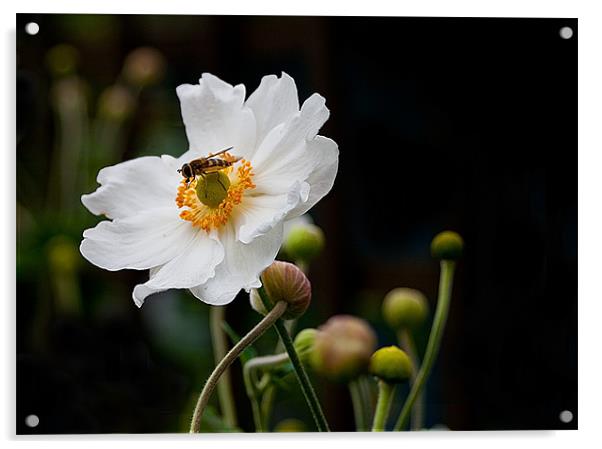 Japanese Anemone with Hoverfly Acrylic by Jacqi Elmslie