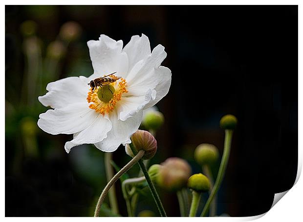 Japanese Anemone with Hoverfly Print by Jacqi Elmslie