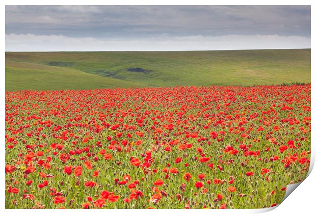 Poppies at West Pentire Cornwall Print by Lindsay Philp