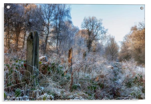 Frosty Morn Acrylic by David Tinsley