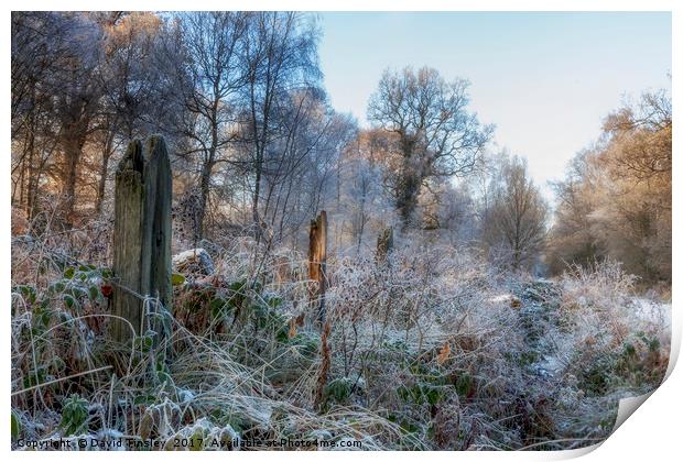 Frosty Morn Print by David Tinsley