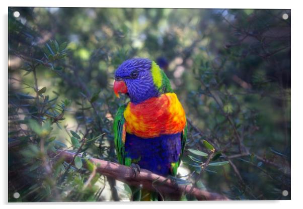 Rainbow Lorikeet Acrylic by Alison Johnston