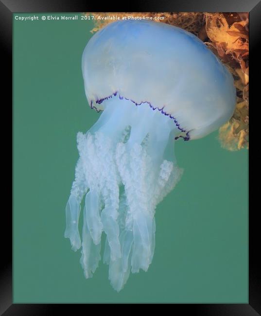 Dustbin Lid Jellyfish at sea surface Framed Print by Elvia Worrall