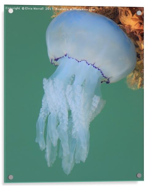 Dustbin Lid Jellyfish at sea surface Acrylic by Elvia Worrall