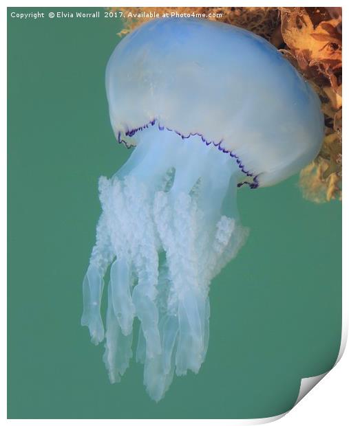 Dustbin Lid Jellyfish at sea surface Print by Elvia Worrall