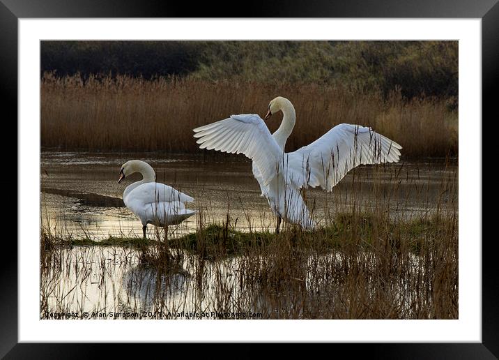 Swan Lake Framed Mounted Print by Alan Simpson
