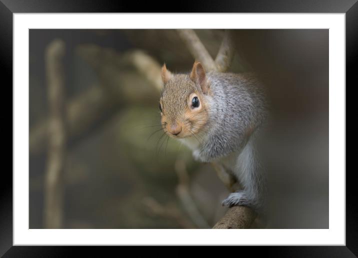Grey squirrel. Framed Mounted Print by Bryn Morgan