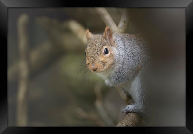 Grey squirrel. Framed Print by Bryn Morgan