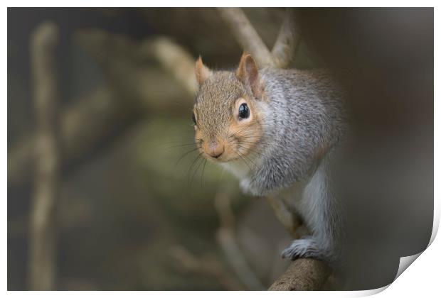 Grey squirrel. Print by Bryn Morgan