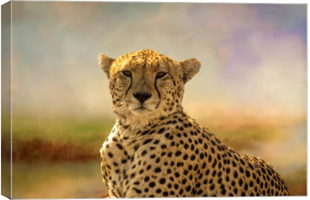 Cheetah Canvas Print by David Owen