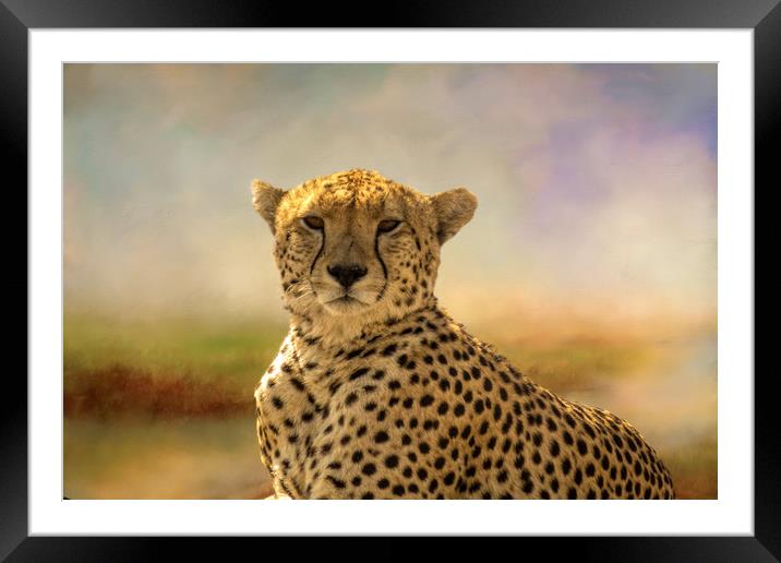 Cheetah Framed Mounted Print by David Owen
