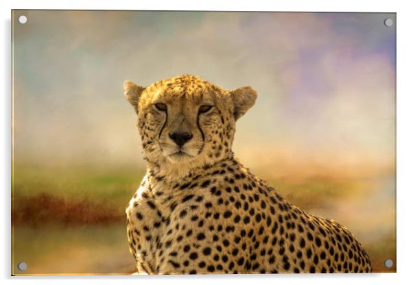 Cheetah Acrylic by David Owen