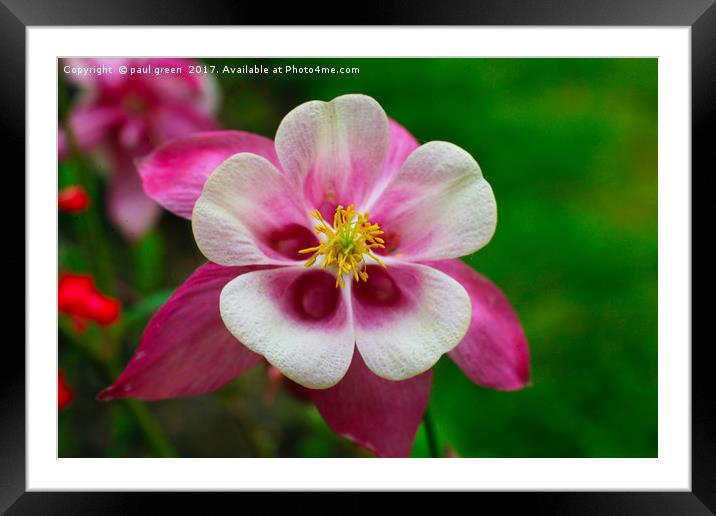 Columbine Framed Mounted Print by paul green