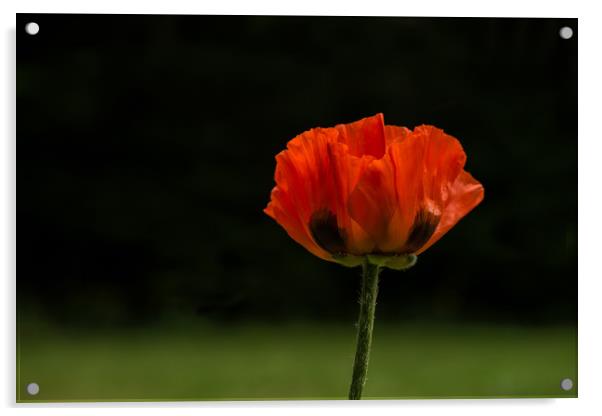 Single Oriental Poppy Acrylic by Roxane Bay