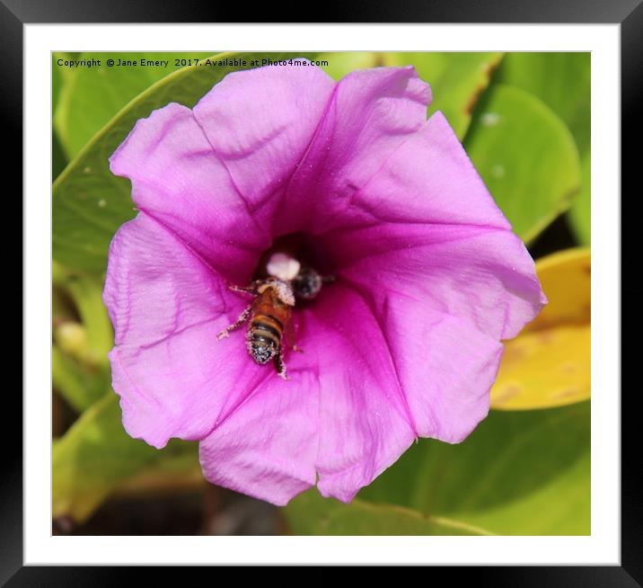 Barbados Bee Framed Mounted Print by Jane Emery