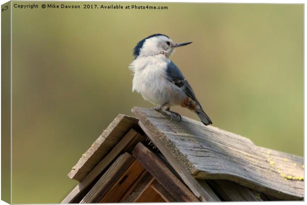 White-Breasted Nuthatch Canvas Print by Mike Dawson