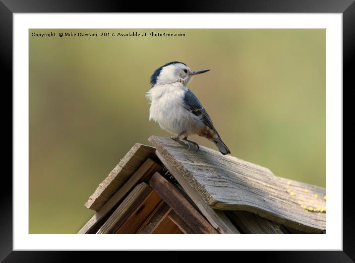 White-Breasted Nuthatch Framed Mounted Print by Mike Dawson
