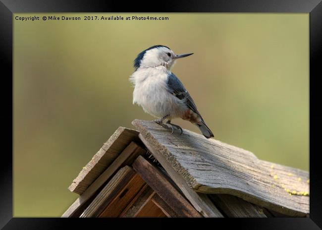 White-Breasted Nuthatch Framed Print by Mike Dawson