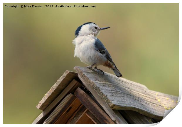 White-Breasted Nuthatch Print by Mike Dawson