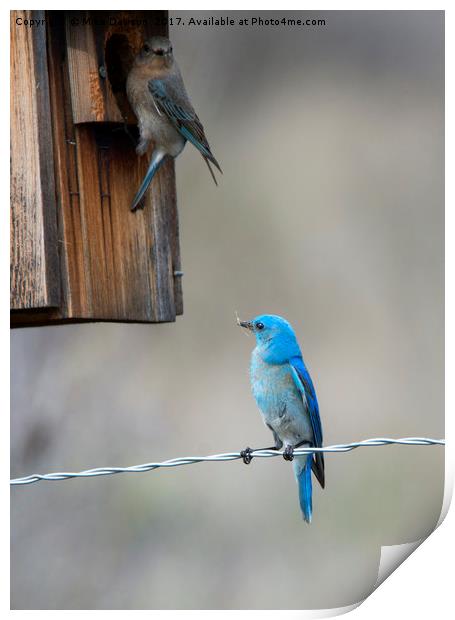 Checking the Nest Print by Mike Dawson