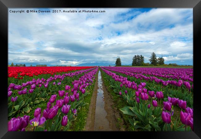 Fields of Color Framed Print by Mike Dawson