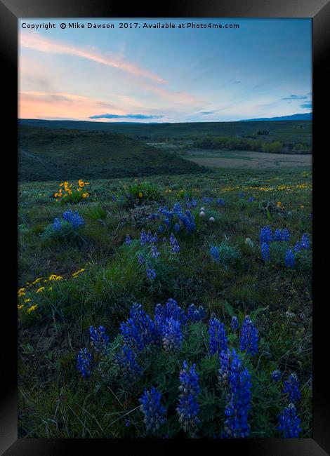 Cowiche Wildflower Sunset Framed Print by Mike Dawson